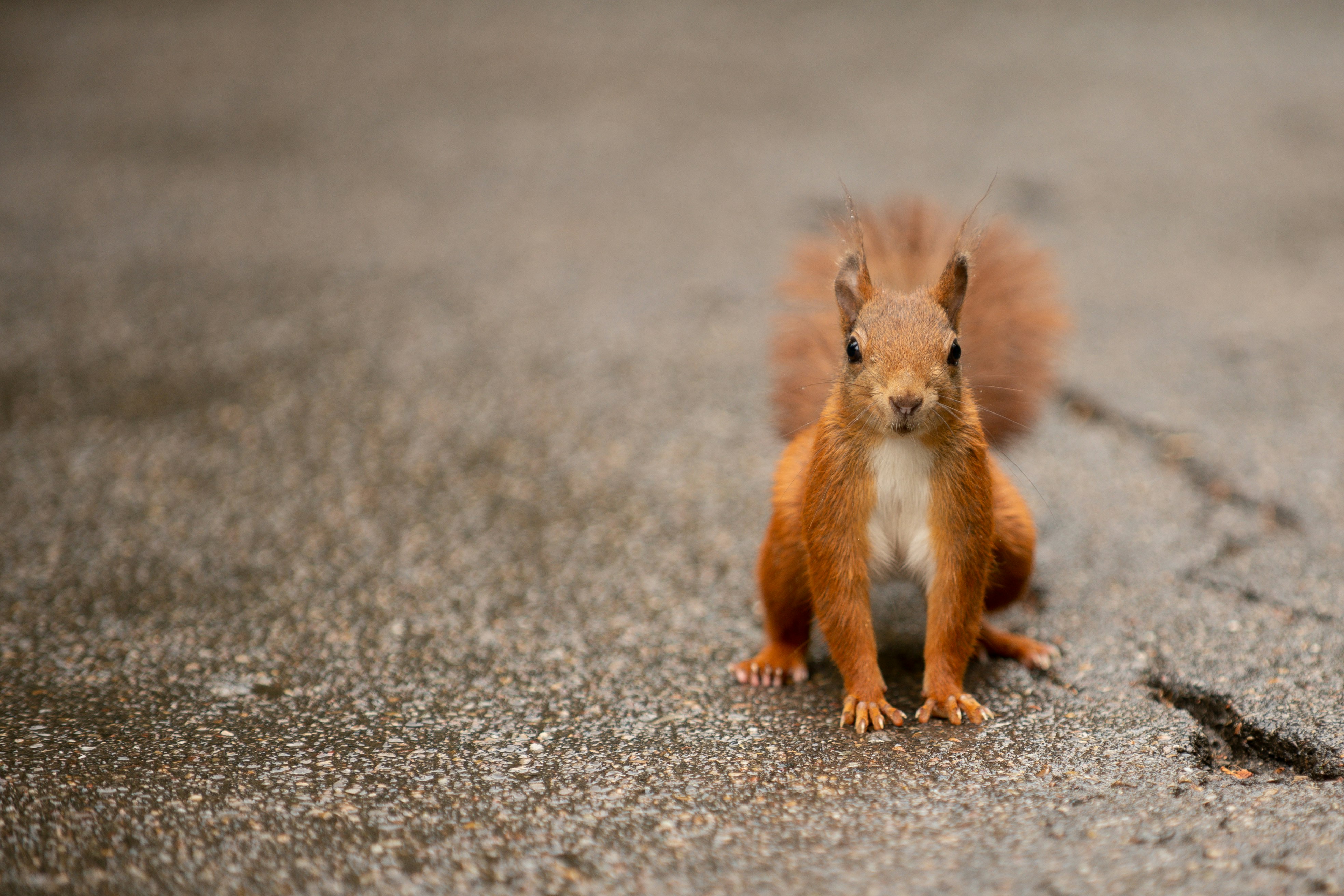 brown squirrel on gray ground